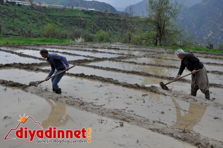 sınırında imece usulüyle çeltik Hakkari