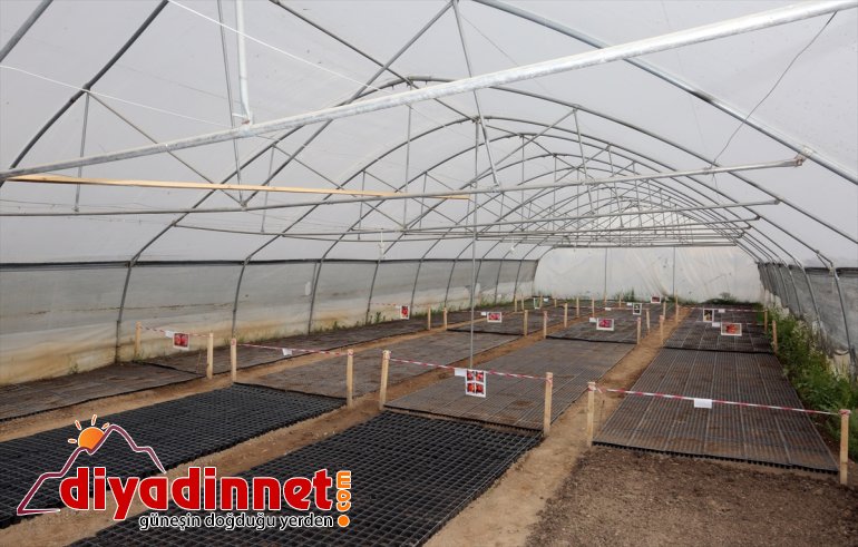 Van Belediyesinden atağı tohum Büyükşehir yerli 3