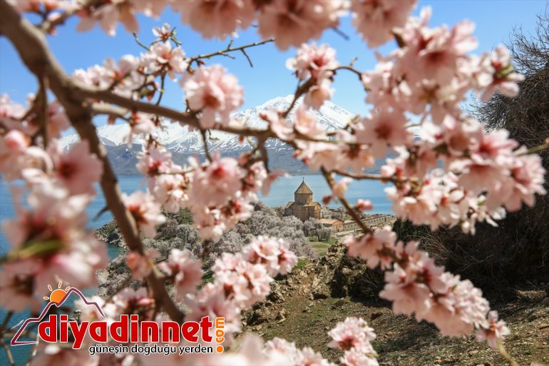 çiçek ağaçlarıyla badem Adası Akdamar büyülüyor - açan VAN  12