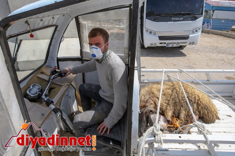 gösterdiği ve için fedakarlığa destek kuzusu Çobanın polisten koyun - VAN 3