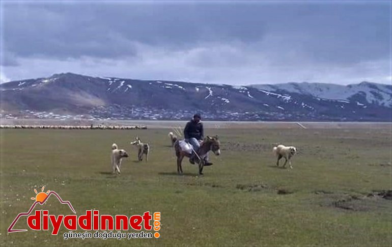 sürüler çıkarıldı Van