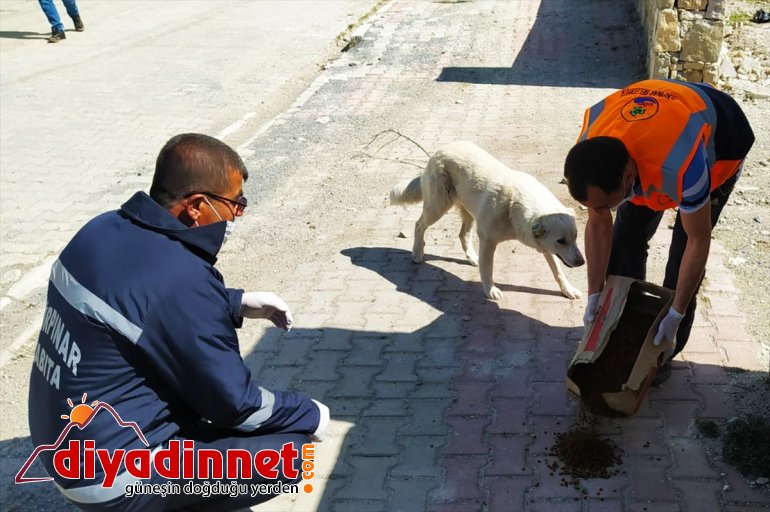 sokak çıkma hayvanları Sokağa Van