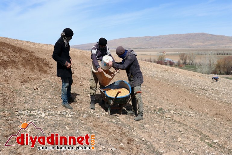 devamlılık çiftçiler (2) boş arazilerini  üretimde Vanlı için ekiyor de 8