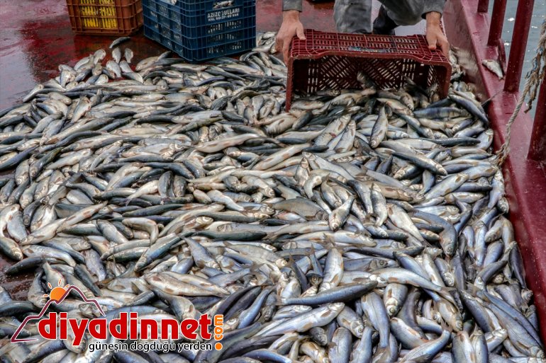 İnci havadan ve korunacak kefali,  yasağı süresince karadan av VAN - 7