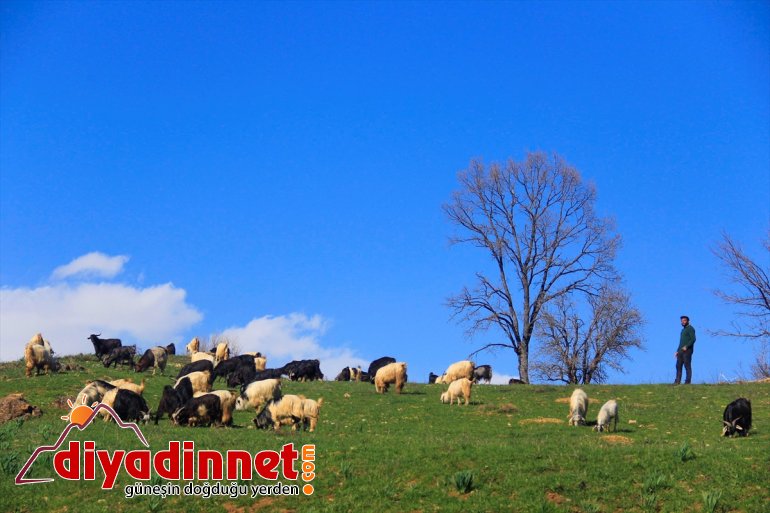 Munzur kelebek Vadisi renklendi ve tırtıllarla 5