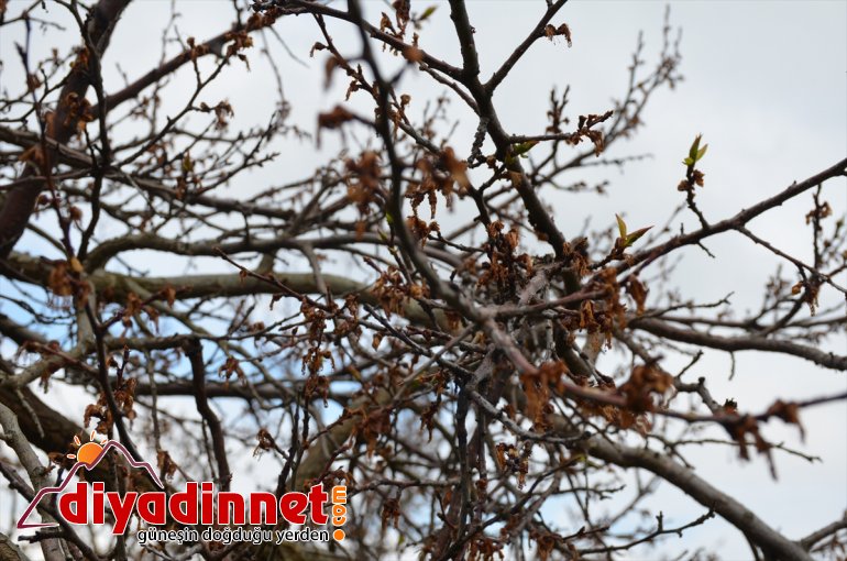 - polen monilya yıkanması ve üreticilerine MALATYA hastalığı Kayısı uyarısı 4