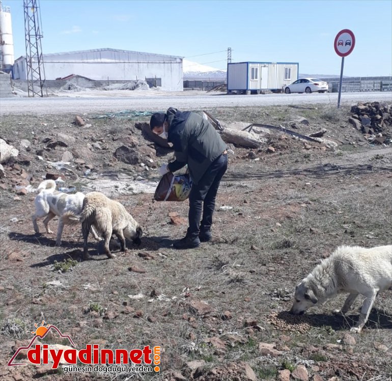 mama desteği sokak hayvanlarına Yiyecek ve bulmakta zorlanan yem 2