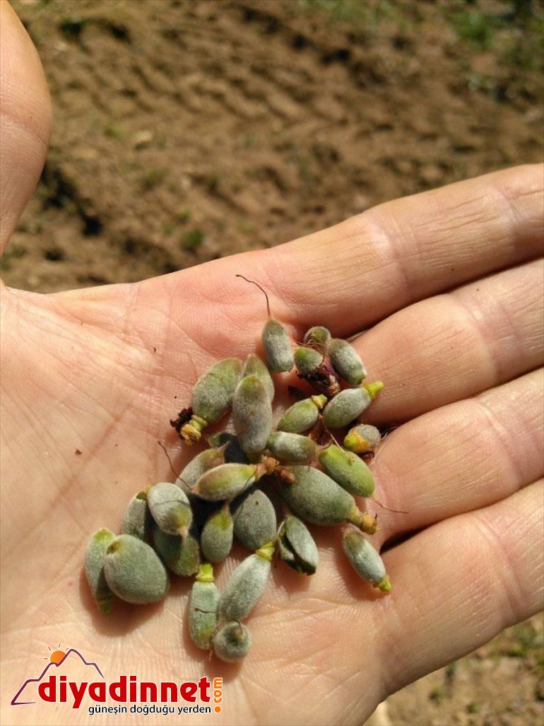 don ağaçlarını zirai Hekimhan