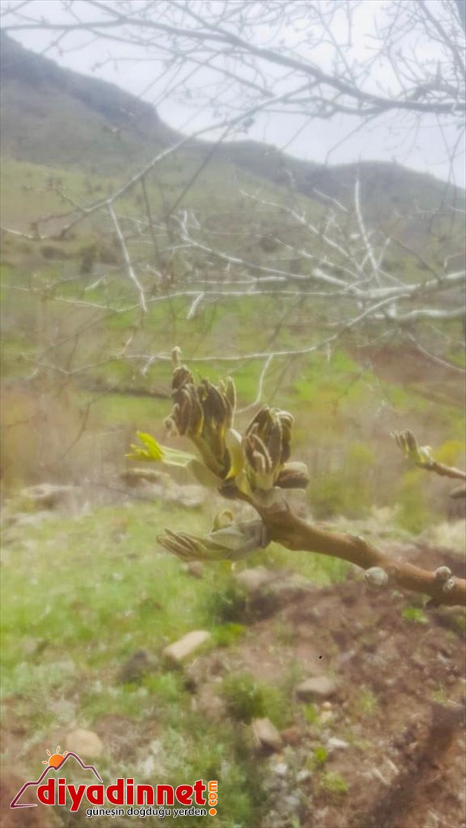 don ağaçlarını vurdu zirai kayısı Hekimhan