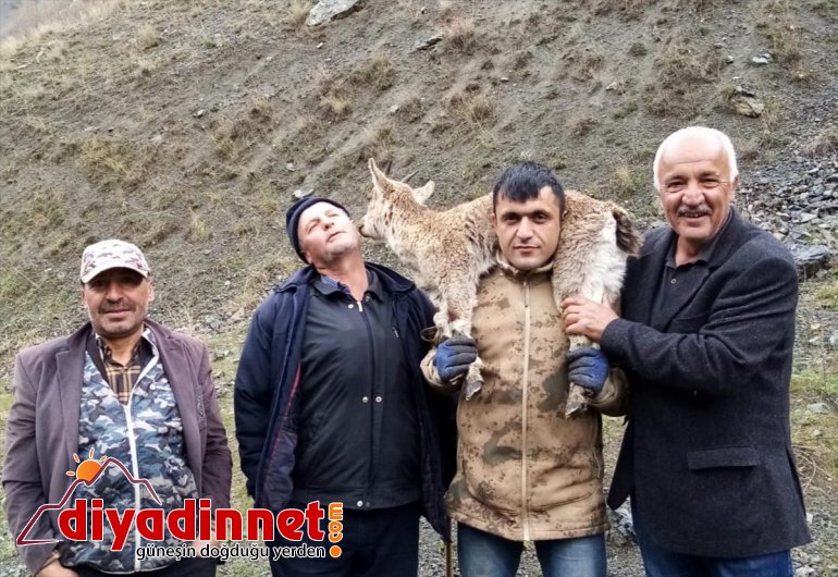 Hasta yaban keçisi yavrusunu 4 kilometre sırtında taşıdı
