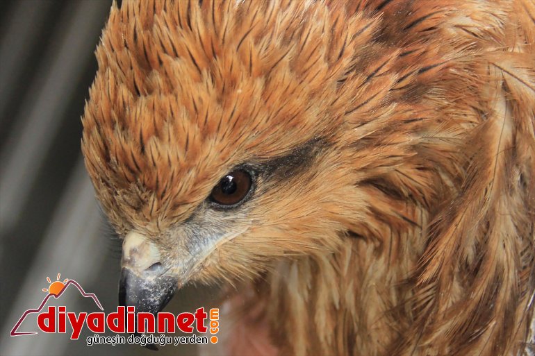 kızıl bulunan edildi yaralı Tunceli