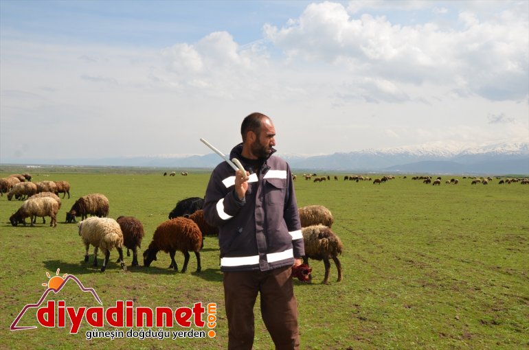 çoban sıkıntısı besiciler nedeniyle Muş