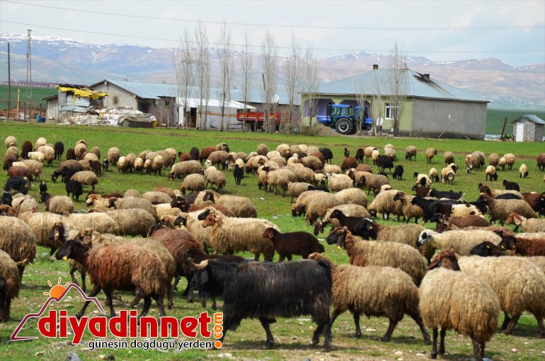 besiciler yaşıyor Muş