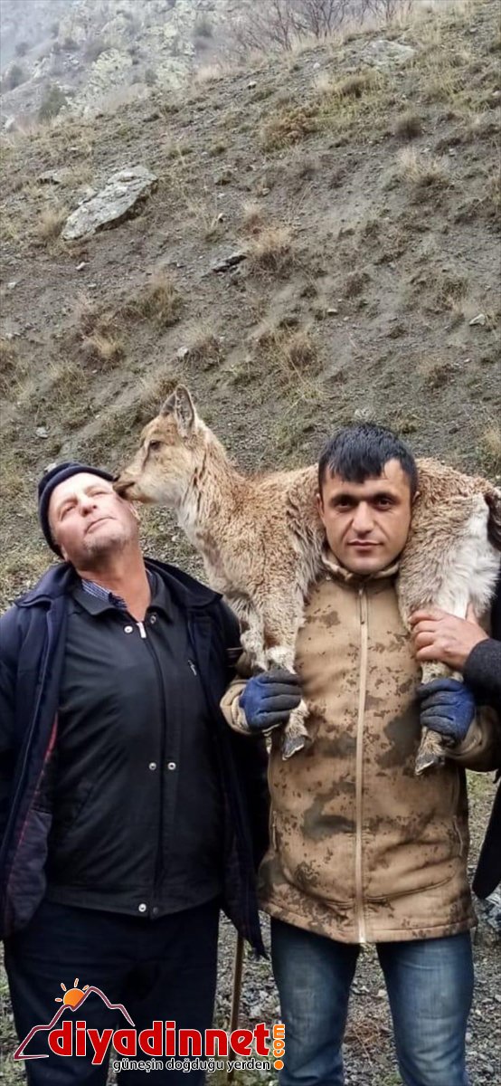 4 keçisi sırtında yaban Hasta taşıdı yavrusunu kilometre 3
