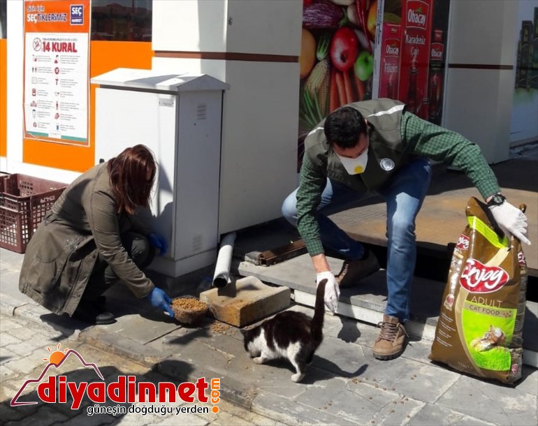 ve sokak zorlanan mama bulmakta desteği Yiyecek yem hayvanlarına 3