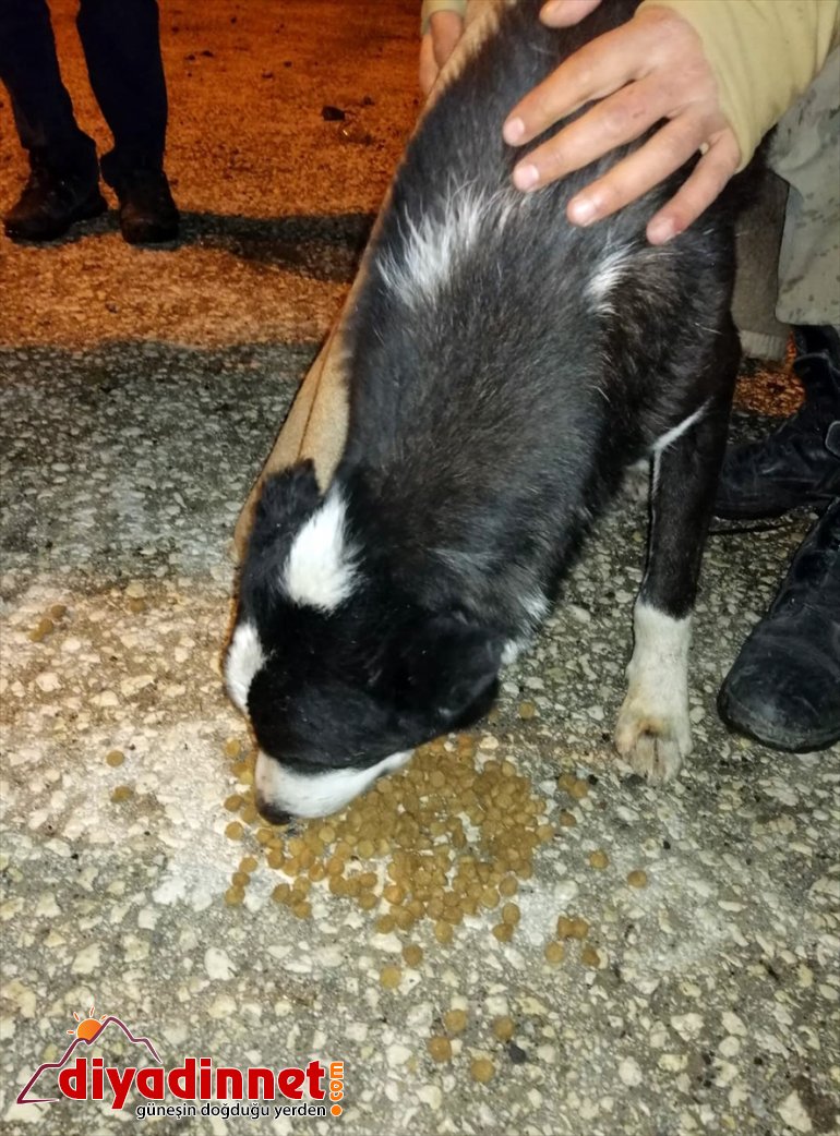 KARS eski yerleşim yerinde mahsur altında kalan Baraj kurtarıldı - suları kalan köpekler  3