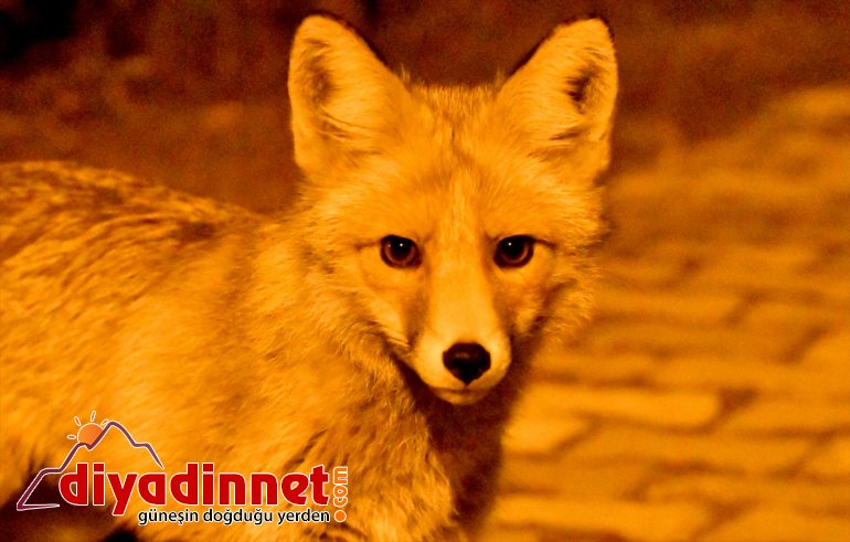Kovid-19 nedeniyle sessizliğe bürünen Sarıkamış'ta tilkiler yerleşim yerine indi
