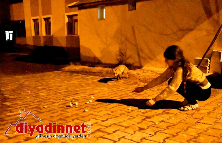 KARS - yerleşim Kovid-19 nedeniyle yerine bürünen indi tilkiler sessizliğe Sarıkamış