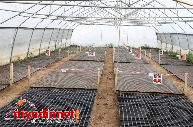 Van Büyükşehir Belediyesinden yerli tohum atağı