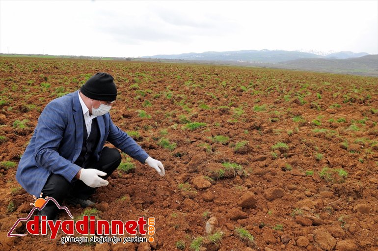 hibeyle yüzde BİNGÖL tohumlar verilen toprakla 75 buluştu Çiftçilere - 7