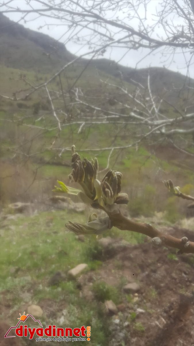 don ağaçlarını Hekimhan