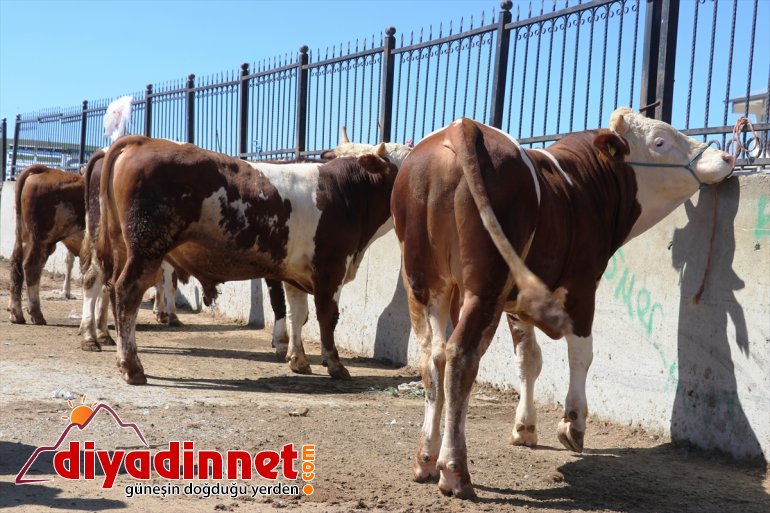 ağrı hayvan borsası2