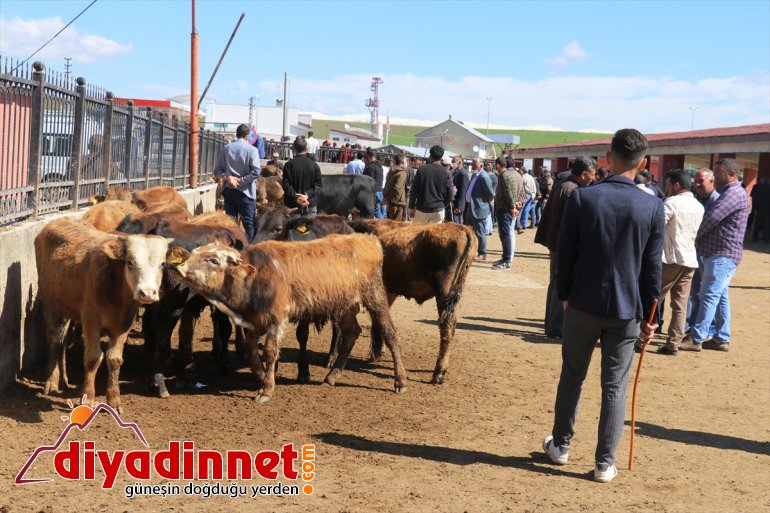 ağrı hayvan borsası3