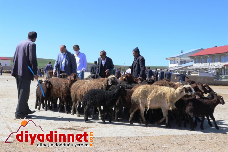 ağrı hayvan borsası5