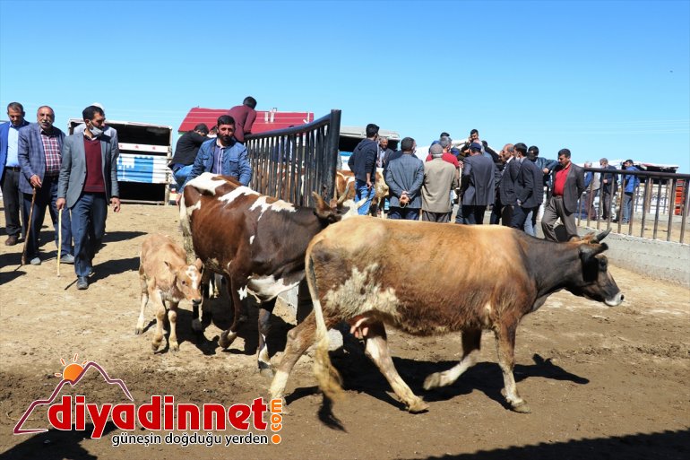 ağrı hayvan borsası6