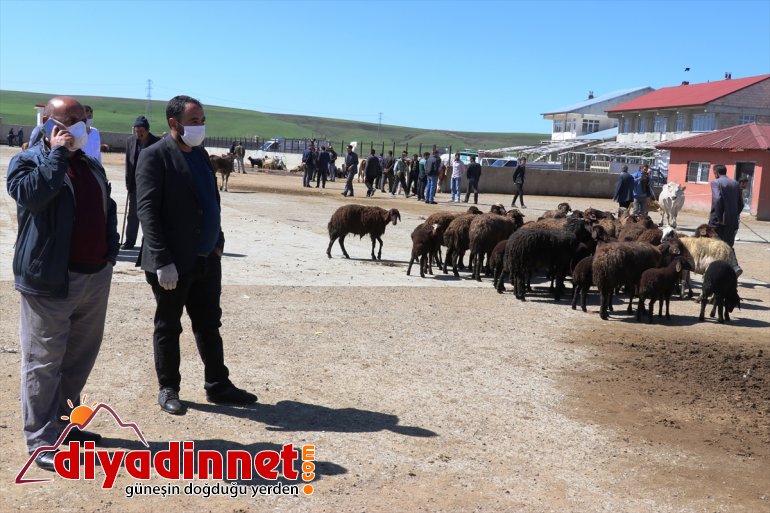 ağrı hayvan borsası7