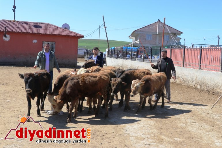 ağrı hayvan borsası8