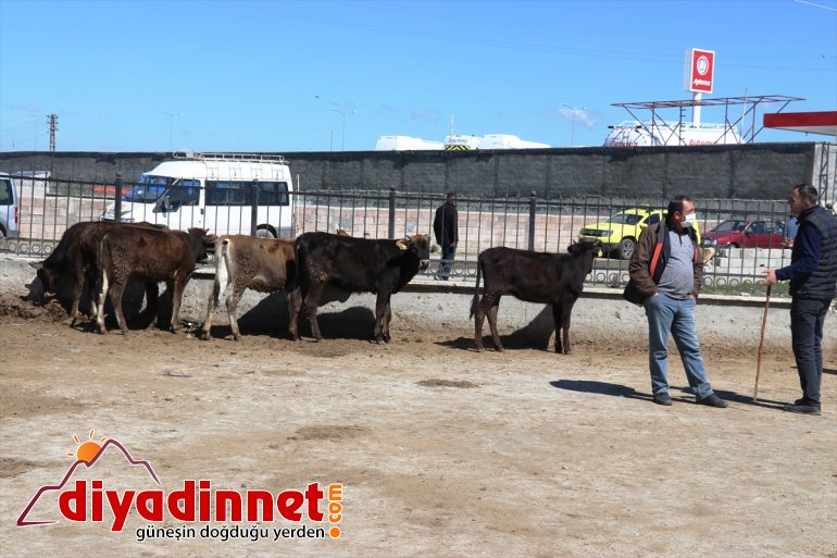 ağrı hayvan borsası10