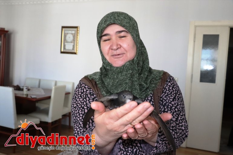 ebabil eve giren Ağrı