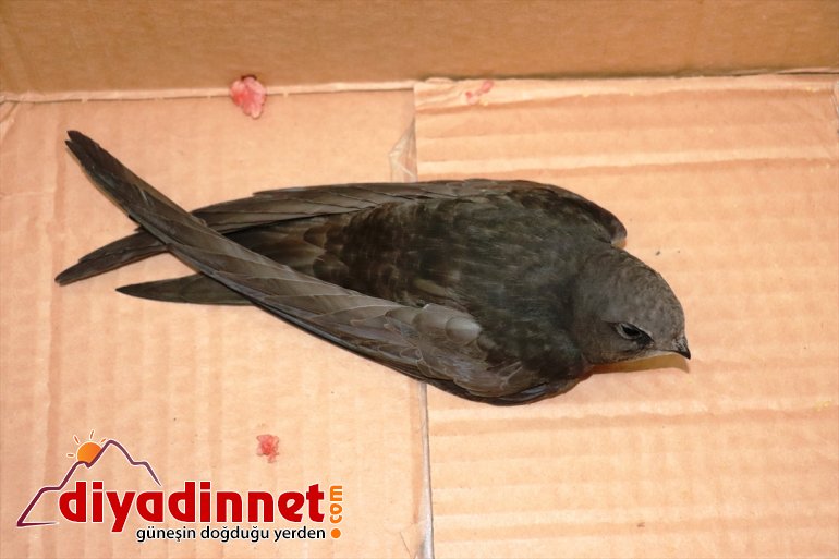 giren eve kuşunun misafirliği Ağrı