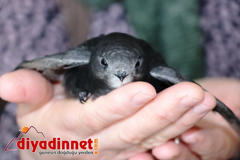 günlük bir giren çocukları misafirliği ebabil kuşunun Ağrı