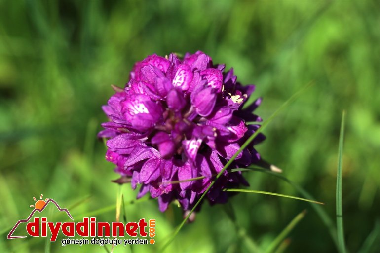 sümbüllerle renklendi dağlar ve lale Ağrı