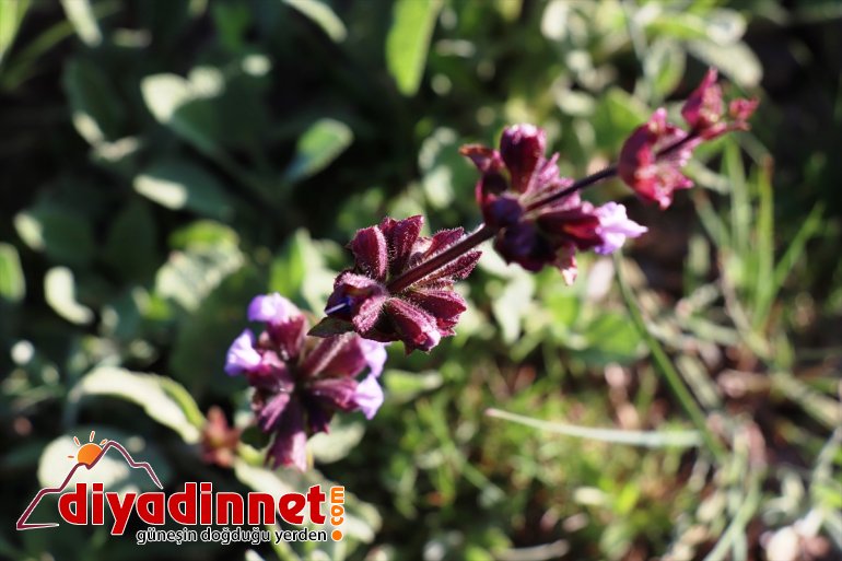 çiçekler sunuyor açan dağlarında Ağrı