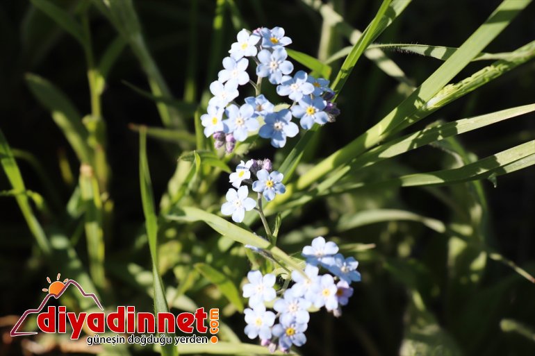 sunuyor çiçekler görsel dağlarında açan şölen Ağrı