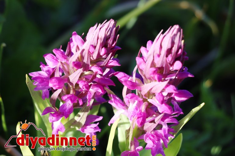 görsel dağlarında açan sunuyor şölen Ağrı