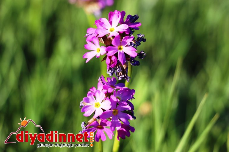 açan şölen sunuyor görsel Ağrı