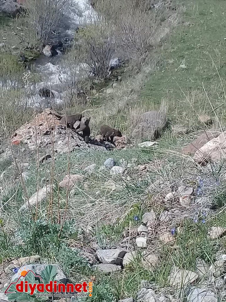 Erzurum'da anne ayı yavrularını dereden geçirmek isterken görüntülendi