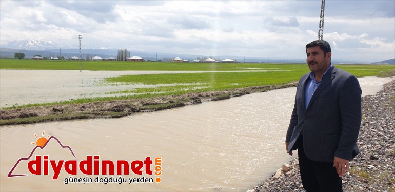 verdi zarar ve Ağrı