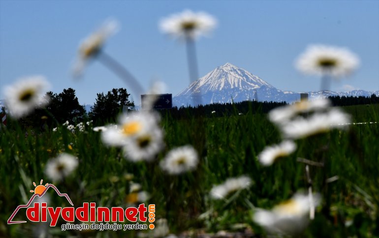 Aygır kamaştırıyor ilkbahar