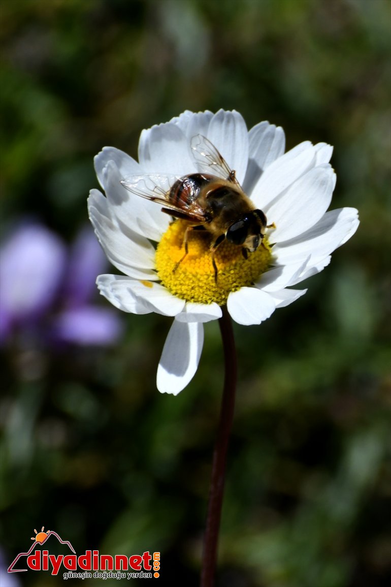  kamaştırıyor ilkbahar