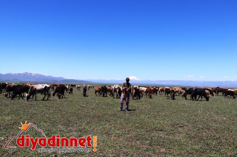 meraları ahırlardan çıkan hayvanlar AĞRI - Baharın gelmesiyle doldurdu 1