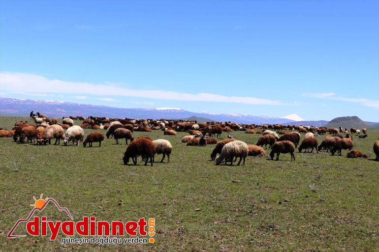 meraları doldurdu gelmesiyle hayvanlar AĞRI Baharın - çıkan ahırlardan 2