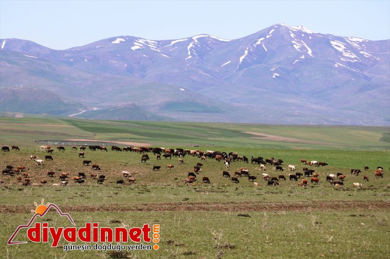 Baharın hayvanlar doldurdu meraları çıkan gelmesiyle ahırlardan - AĞRI 11