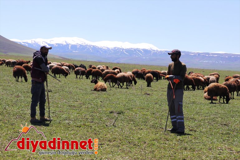 hayvanlar doldurdu ahırlardan meraları - Baharın gelmesiyle çıkan AĞRI 3