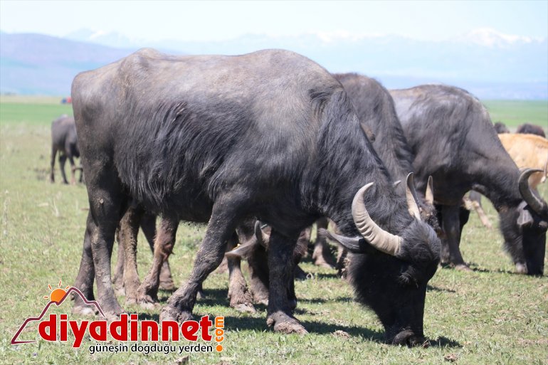 çıkan AĞRI doldurdu ahırlardan hayvanlar gelmesiyle Baharın - meraları 4