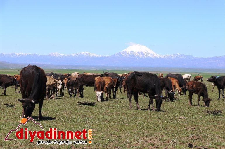 gelmesiyle hayvanlar meraları ahırlardan - çıkan Baharın doldurdu AĞRI 5